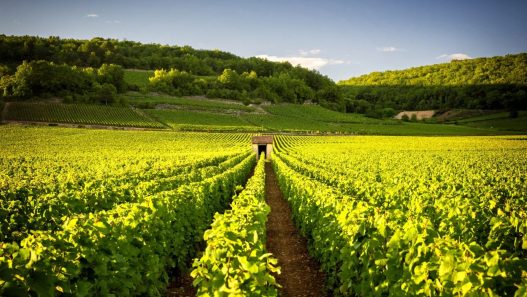 Domaines de la Galopiere